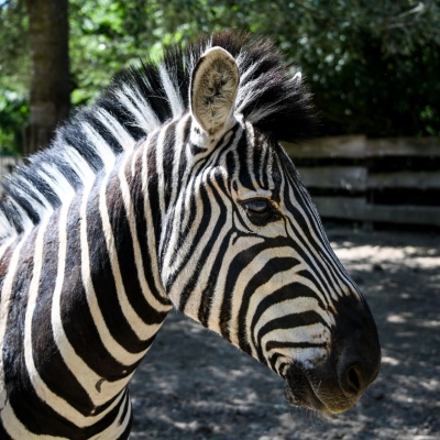 Steppezebra - De Zonnegloed - Dierenpark - Dieren opvangcentrum - Sanctuary